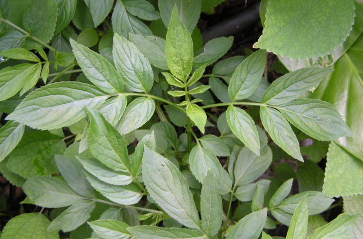 蒴藋的生物形態特性