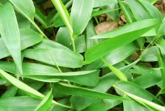 碎骨子的生長環(huán)境及其分布