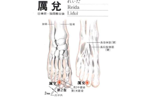 厲兌穴的準確位置