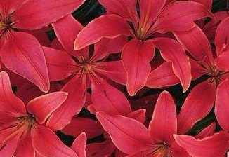 中藥紅花