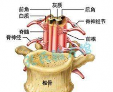 脊髓刃器傷的治療方法及其預防預后！