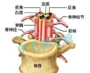 脊髓刃器傷示意圖