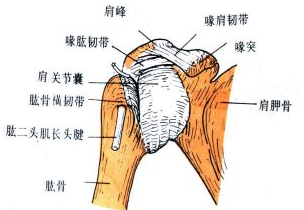 肩鎖關節脫位