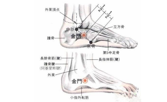 金門穴的標準定位