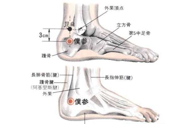 仆參穴的功效與作用
