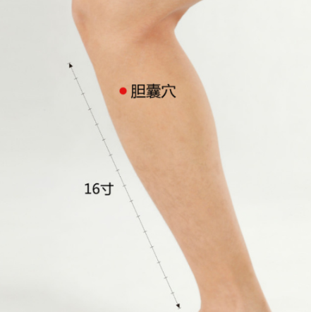 膽囊穴的準(zhǔn)確位置及其按摩膽囊穴的功效與作用！