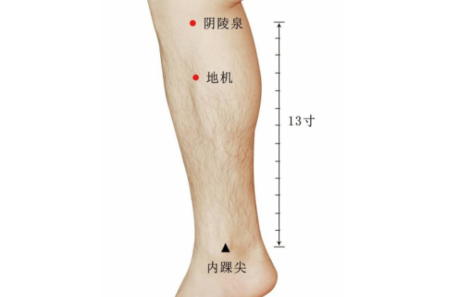 地機穴的位置