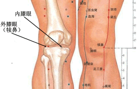 犢鼻穴的功效與作用