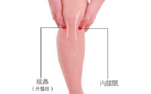 犢鼻穴主治疾病有哪些