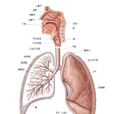 膽固醇肺炎怎么治療？其發(fā)病原因及癥狀表現(xiàn)有哪些？