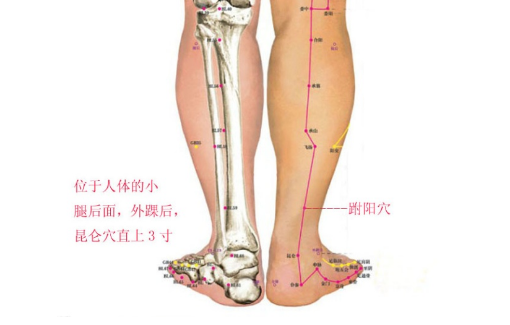 跗陽(yáng)穴的圖片