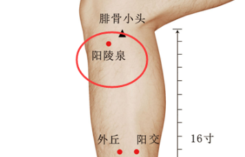 如何定位陽(yáng)陵泉穴？