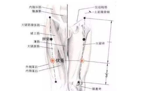 伏兔穴的圖片
