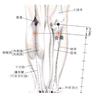 合陽穴疼痛怎么辦？其準確位置及功效與作用有哪些？