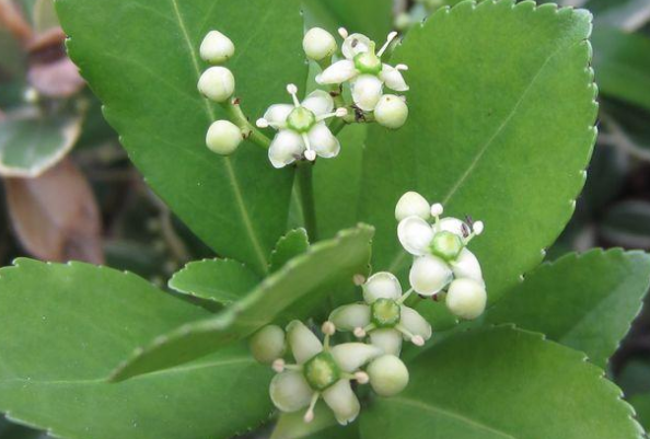 調經(jīng)草的植物形態(tài)