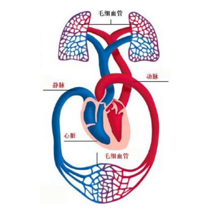 肺血管炎如何檢查？其治療方法有哪些？