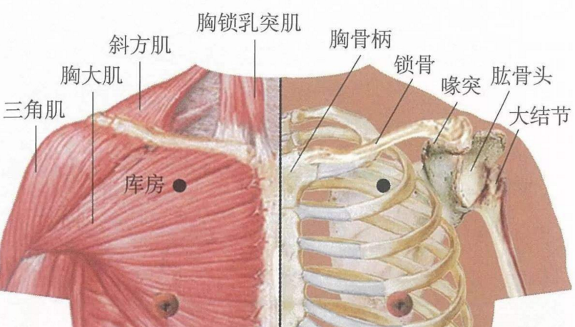 氣戶穴的圖片