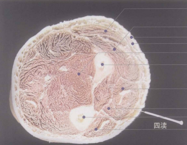 四瀆穴的功效與作用