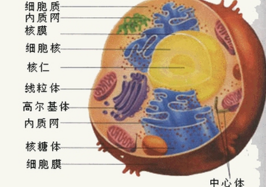 肺嗜酸細胞組織細胞增生癥的診斷方法