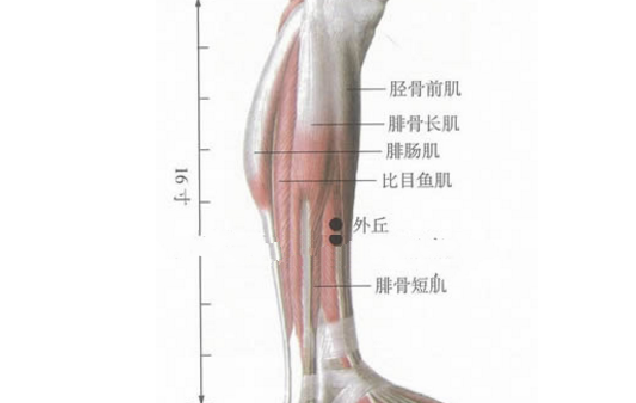 外丘穴的功效與作用