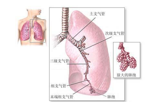 非結(jié)核分枝桿菌病的發(fā)病原因