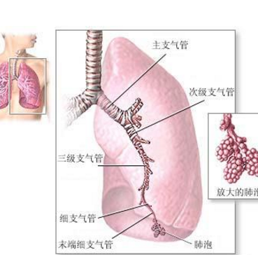 非結核分枝桿菌病的癥狀表現(xiàn)及其治療方法有哪些？