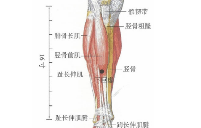 下巨虛穴的按摩方法