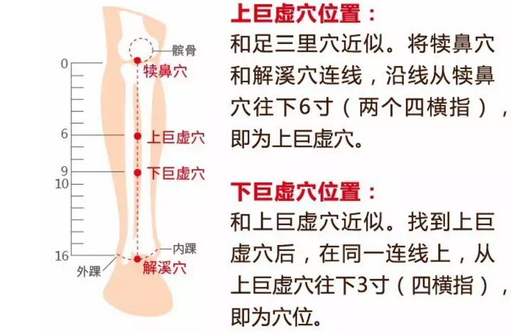 下巨虛穴的準確位置