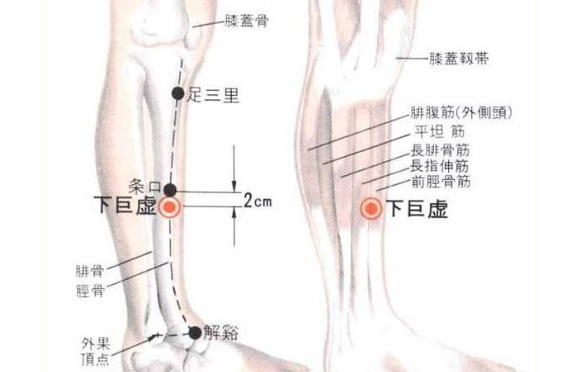下巨虛穴的標準定位