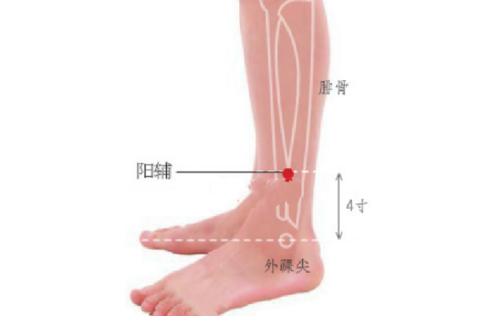 陽輔穴位置