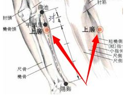 上廉穴的準(zhǔn)確位置