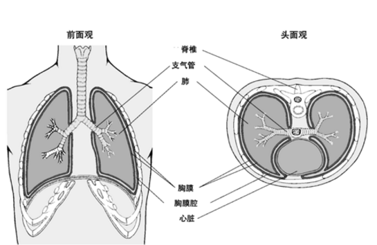 肺、胸膜阿米巴病的發病原因