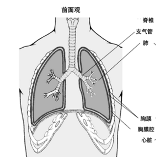 肺、胸膜阿米巴病會傳染嗎？它的癥狀表現(xiàn)及其治療方法有哪些？