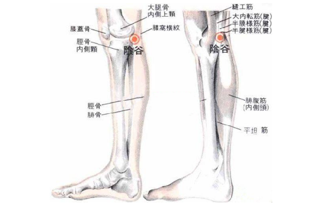 陰谷穴的準確位置