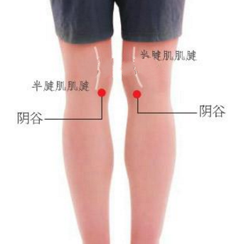 陰谷穴的準確位置及按摩陰谷穴的功效與作用有哪些？
