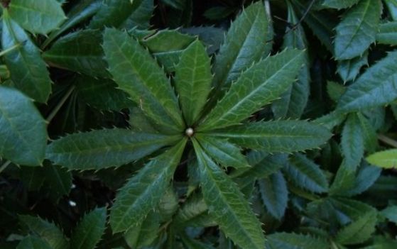 中藥三顆針的應用