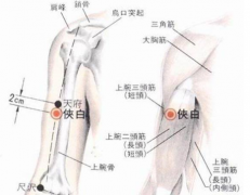 中醫按摩天府穴的好處及其天府穴的準確位置圖！