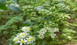 女菀