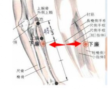 中醫(yī)按摩下廉穴有哪些好處？下廉穴準確位置圖