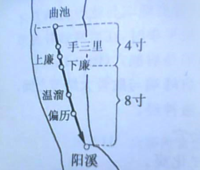 下廉穴準(zhǔn)確位置