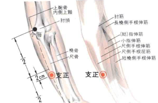 支正穴圖片