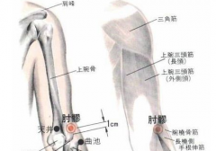 中醫(yī)治療網(wǎng)球肘之要穴——肘髎穴，肘髎穴位置怎么找？