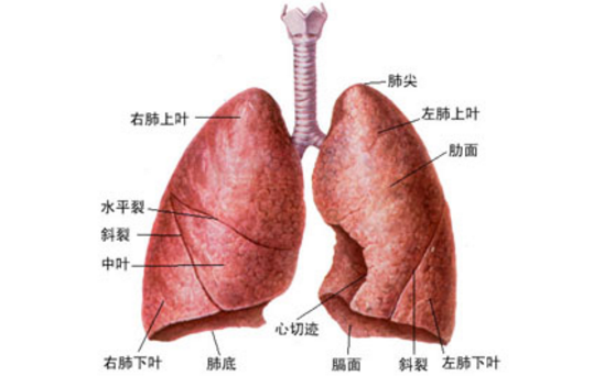 肺大泡的癥狀表現