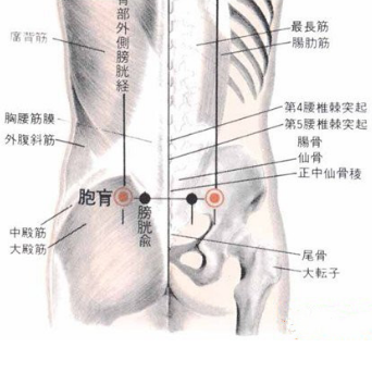 按摩胞肓穴可治療腰膝疼痛，但是你知道它的準確位置在哪嗎？