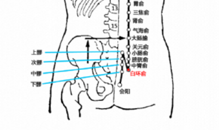 白環(huán)俞穴的圖片