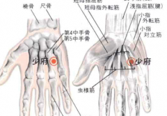 中醫(yī)教你正確按摩少府穴除毒素護(hù)心臟，少府穴位置怎么找？