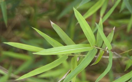 中草藥碎骨子植物形態(tài)！