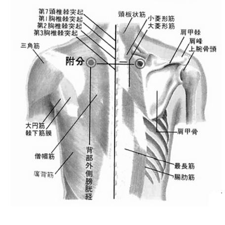 附分穴酸痛是什么原因？它的準確位置及其按摩的功效與作用有哪些？