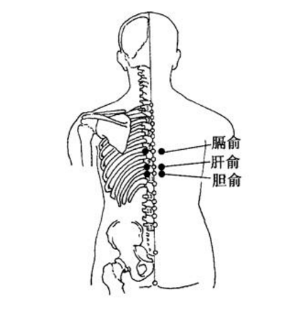 膽俞穴的準確位置在哪？按摩膽俞穴的功效與作用有哪些？