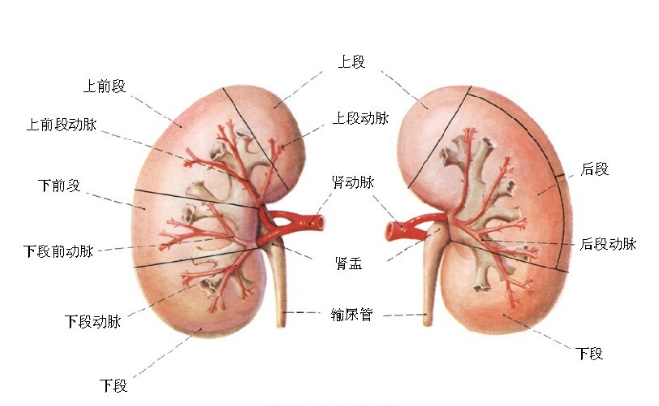 肺出血-腎炎綜合征的發病原因